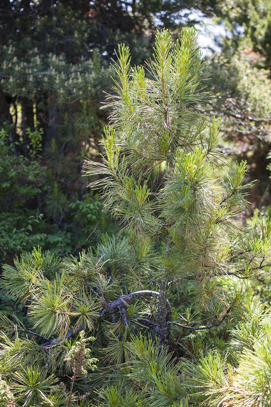 Изображение особи Pinus sibirica.