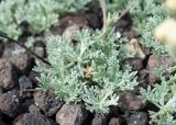 Artemisia glomerata. Розетки листьев. Камчатский край, Елизовский р-н, природный парк \"Вулканы Камчатки\", южный участок, кластер \"Налычевский\", памятник природы \"Экструзия Верблюд\", шлаковое поле. 11.08.2024.