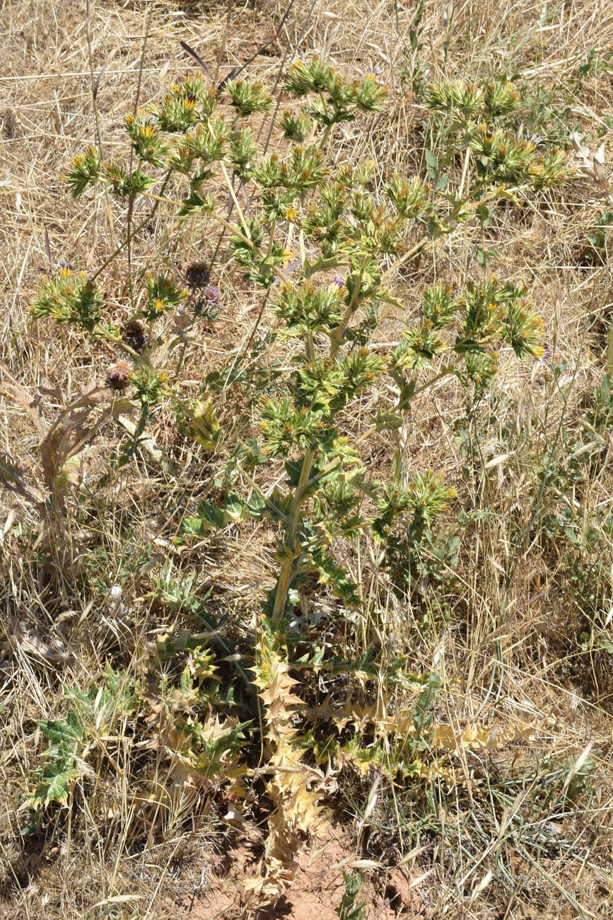 Image of Cousinia syrdarjensis specimen.