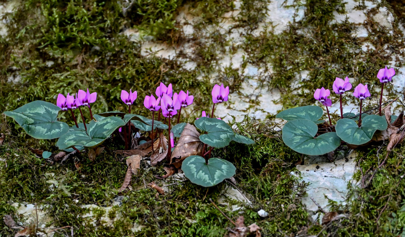 Image of Cyclamen coum specimen.