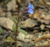 Pulmonaria obscura