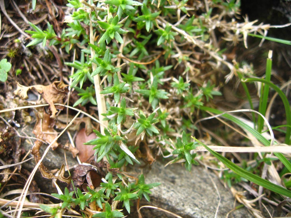 Image of Minuartia imbricata specimen.