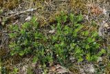 View full-size image Arctostaphylos uva-ursi
