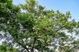View full-size image Jacaranda mimosifolia