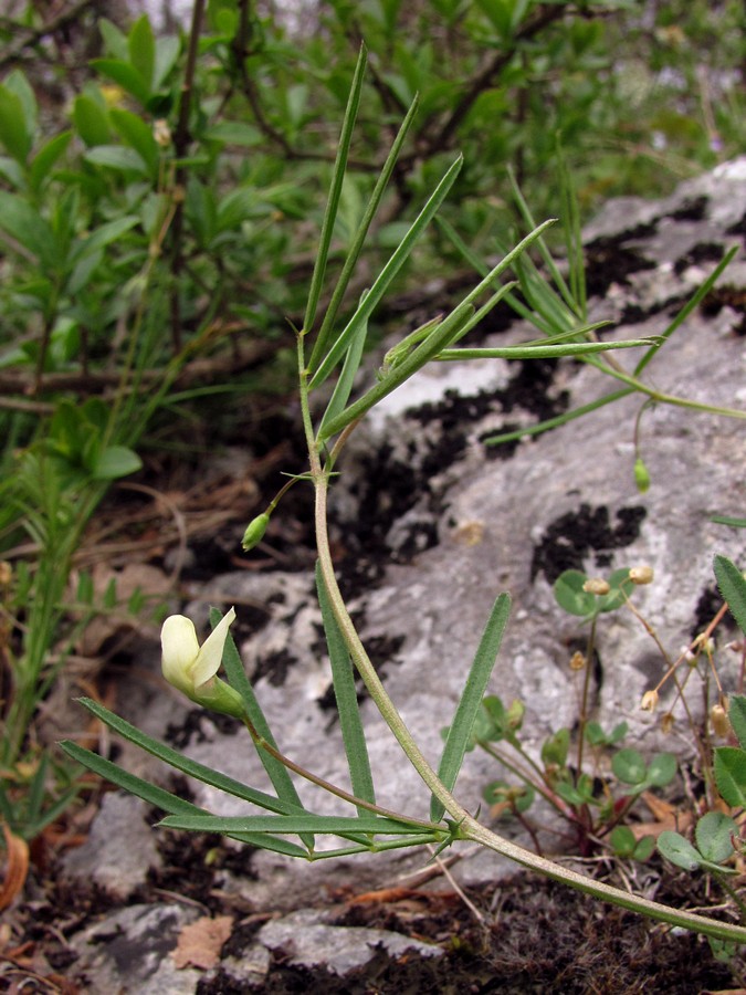 Изображение особи Lathyrus saxatilis.