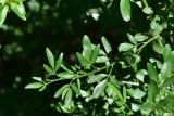 View full-size image Jasminum fruticans