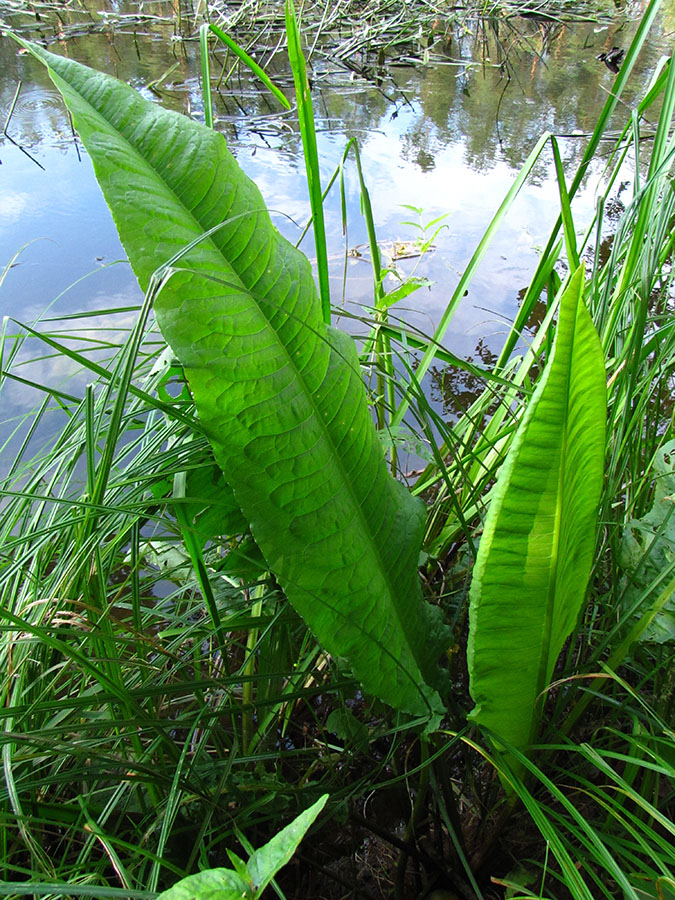 Image of Rumex hydrolapathum specimen.