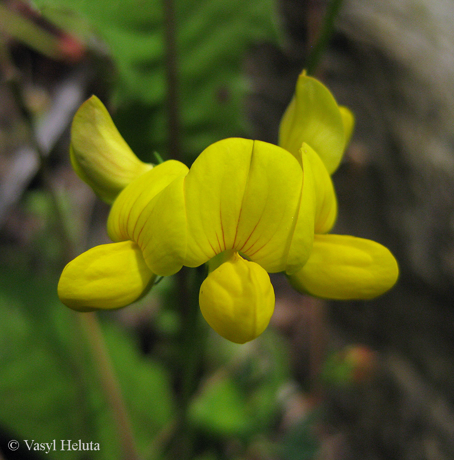 Image of Lotus corniculatus specimen.