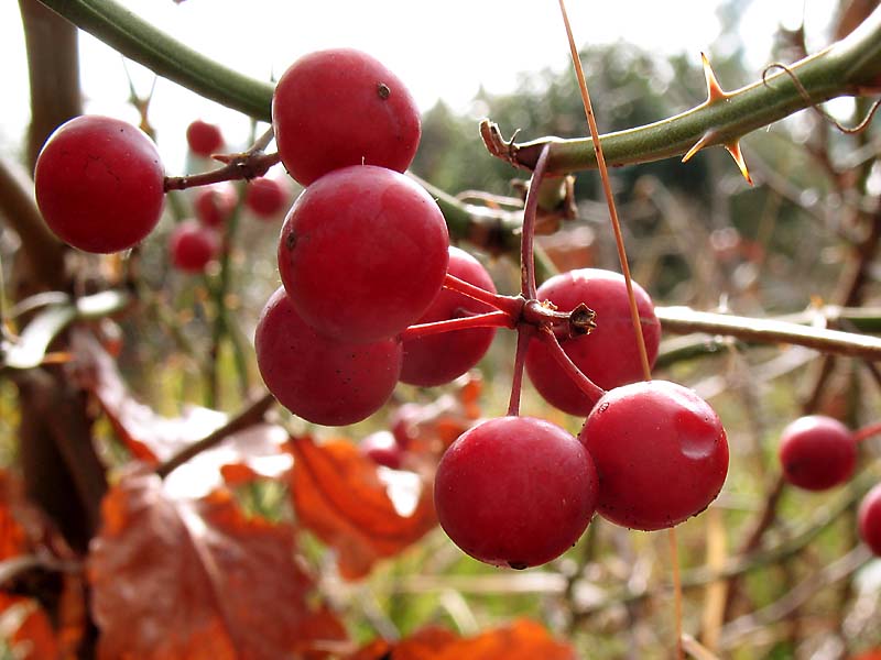 Image of Smilax excelsa specimen.