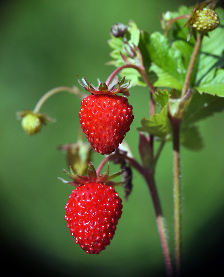 Image of Fragaria vesca specimen.