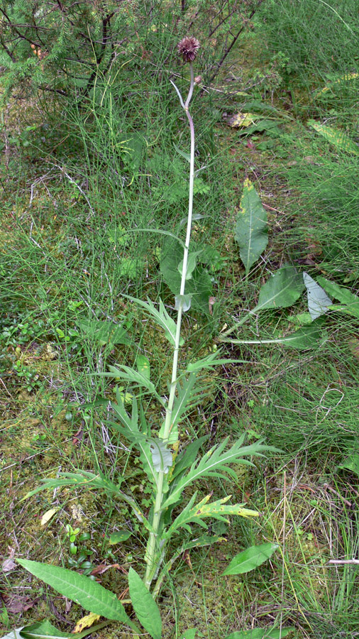 Image of Cirsium heterophyllum specimen.