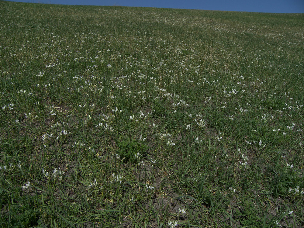 Image of Ornithogalum navaschinii specimen.