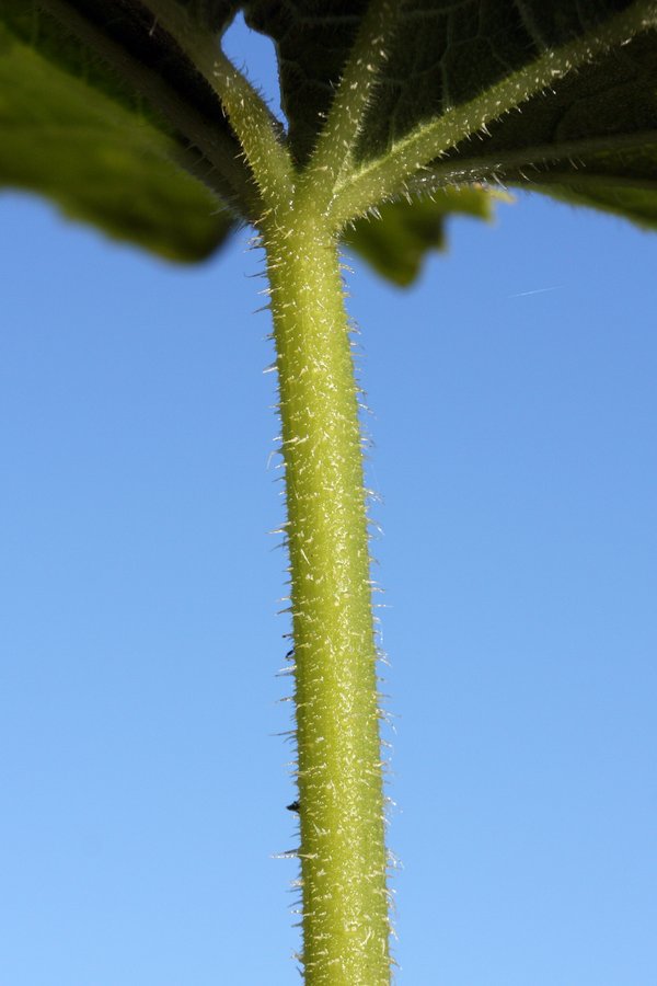 Image of Cucumis sativus specimen.