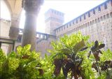Aucuba japonica. Верхушки растений с почерневшей листвой. Италия, Ломбардия, г. Милан, в культуре. 21 июля 2010 г.
