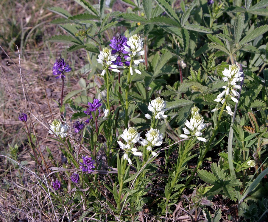 Image of Polygala comosa specimen.