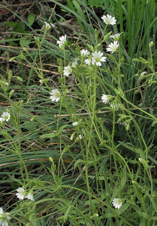 Image of Cerastium arvense specimen.