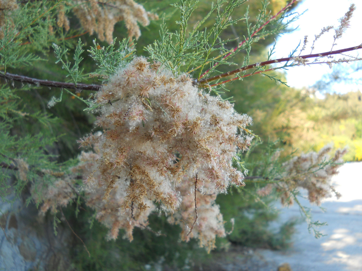 Image of genus Tamarix specimen.