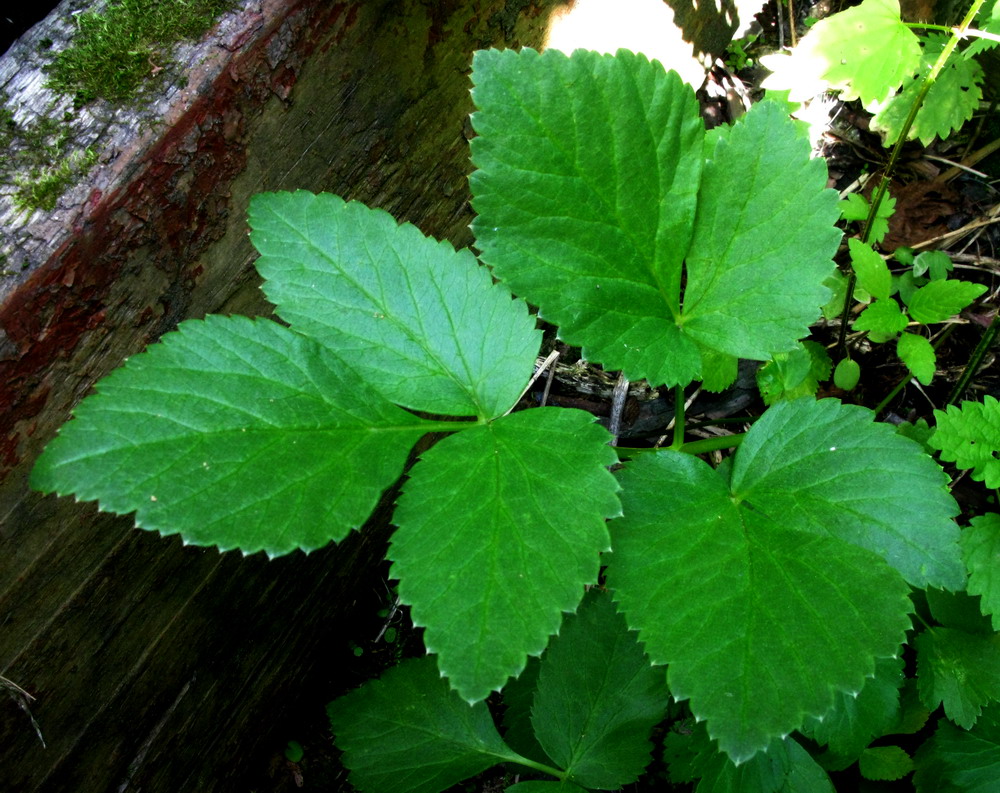 Image of Aegopodium latifolium specimen.