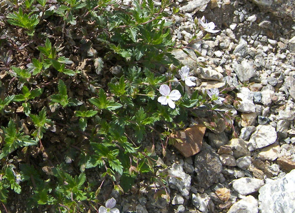 Image of Veronica peduncularis specimen.