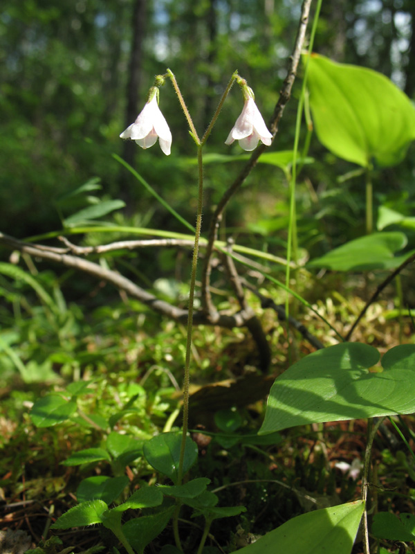 Image of Linnaea borealis specimen.