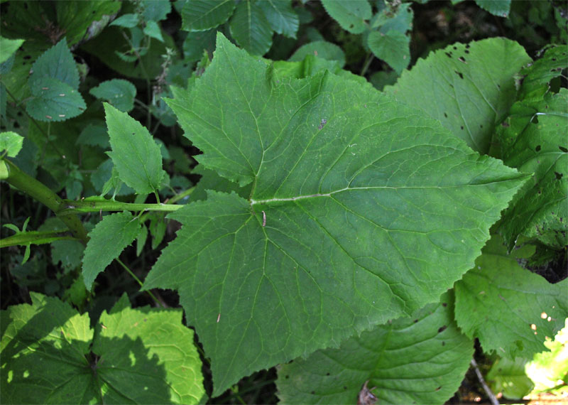 Image of Cicerbita petiolata specimen.