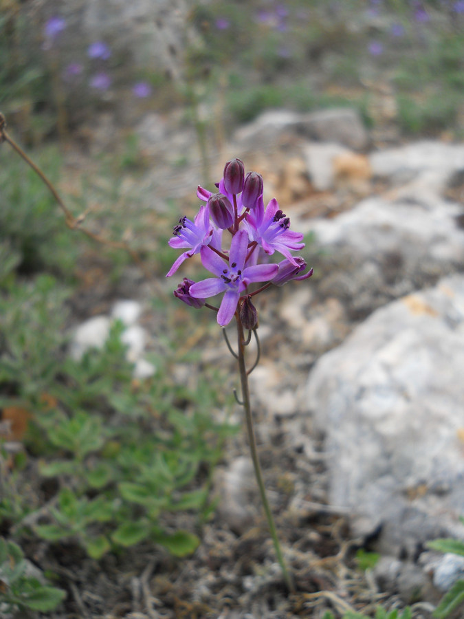 Image of Prospero autumnale specimen.