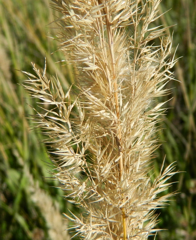 Image of Calamagrostis epigeios specimen.