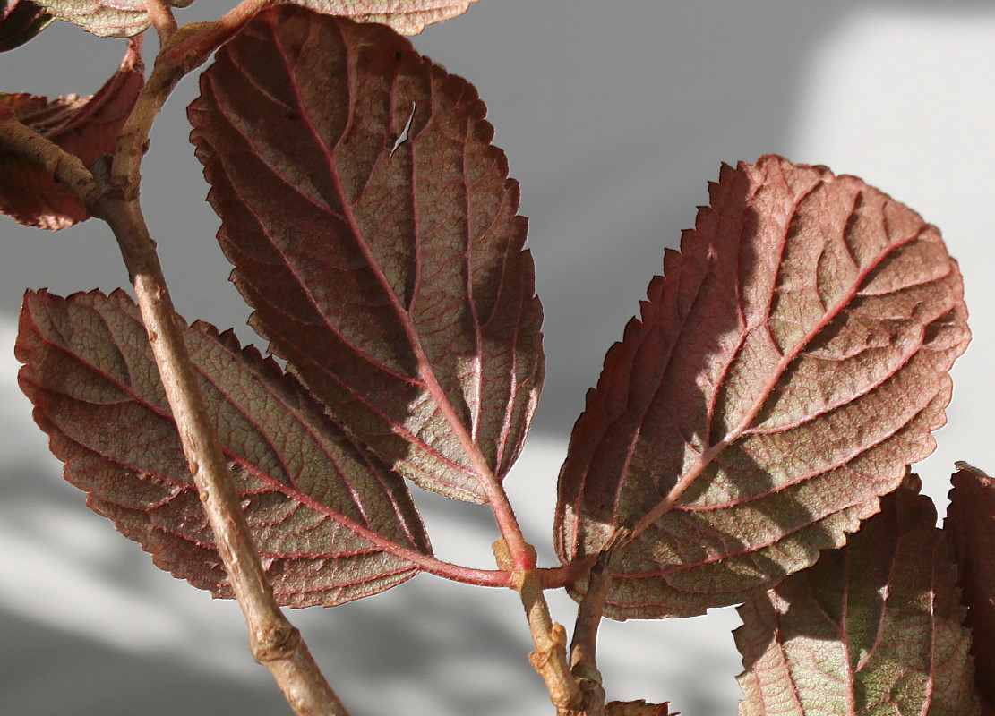 Image of Viburnum plicatum specimen.