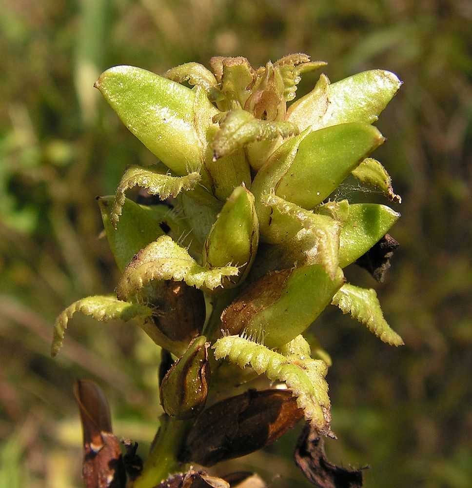 Image of Pedicularis resupinata specimen.