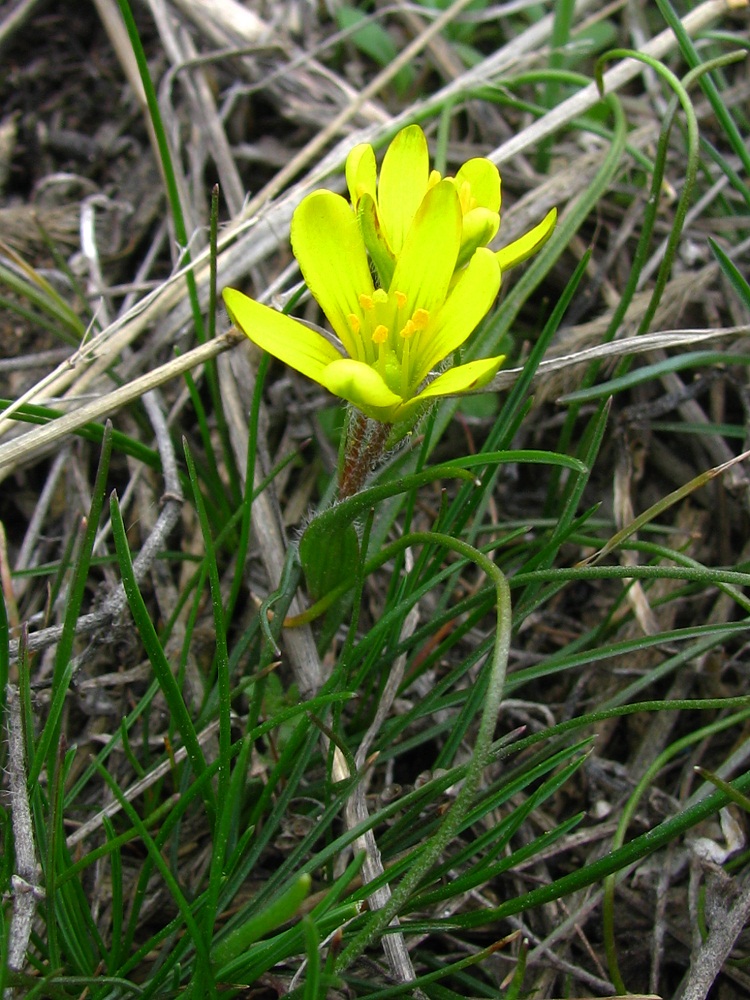 Image of Gagea bohemica specimen.