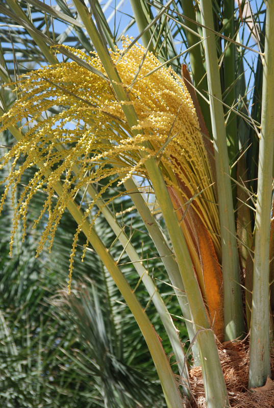 Image of Phoenix dactylifera specimen.