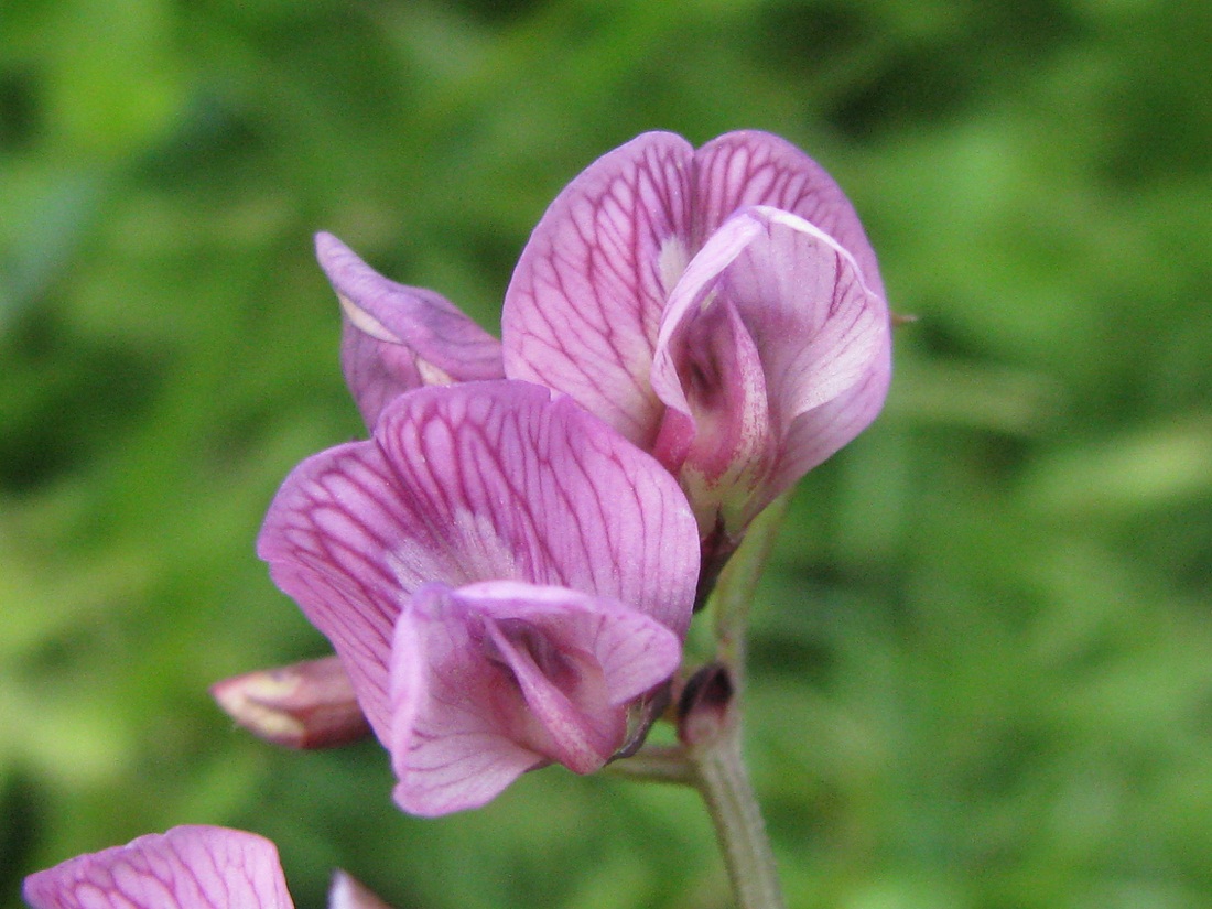 Image of Vicia sepium specimen.