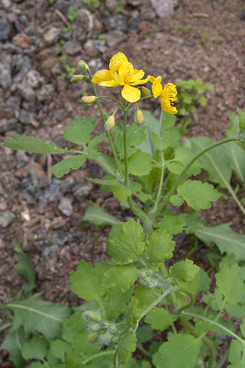 Изображение особи Chelidonium majus.