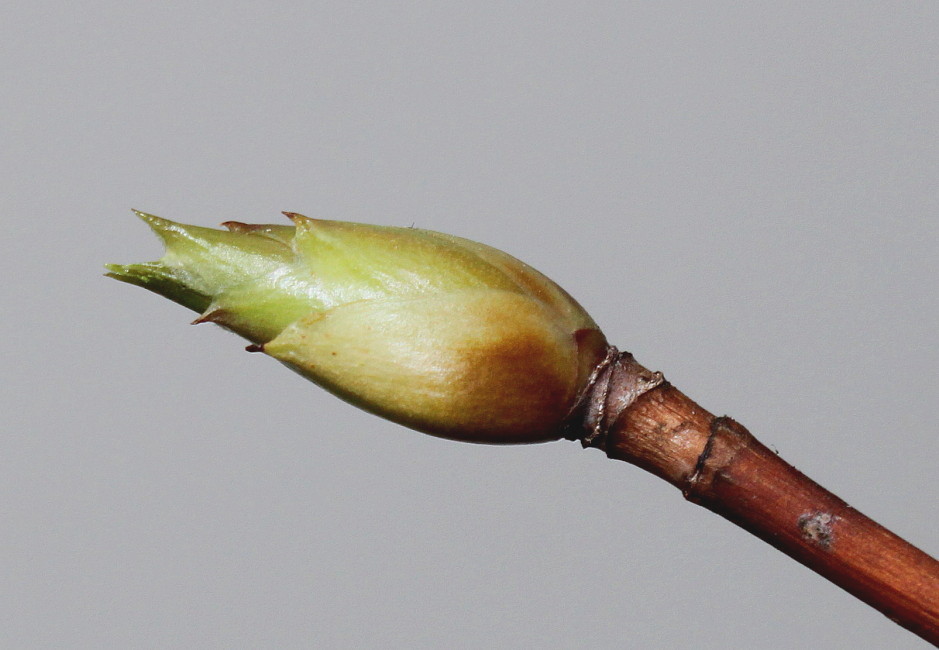 Image of Hydrangea petiolaris specimen.