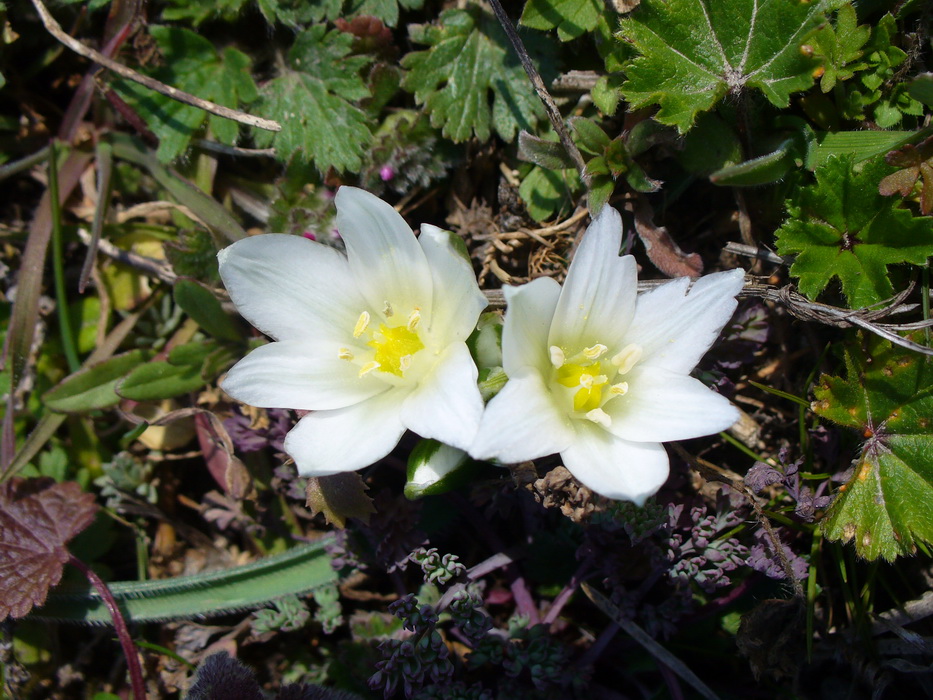 Image of Ornithogalum fimbriatum specimen.