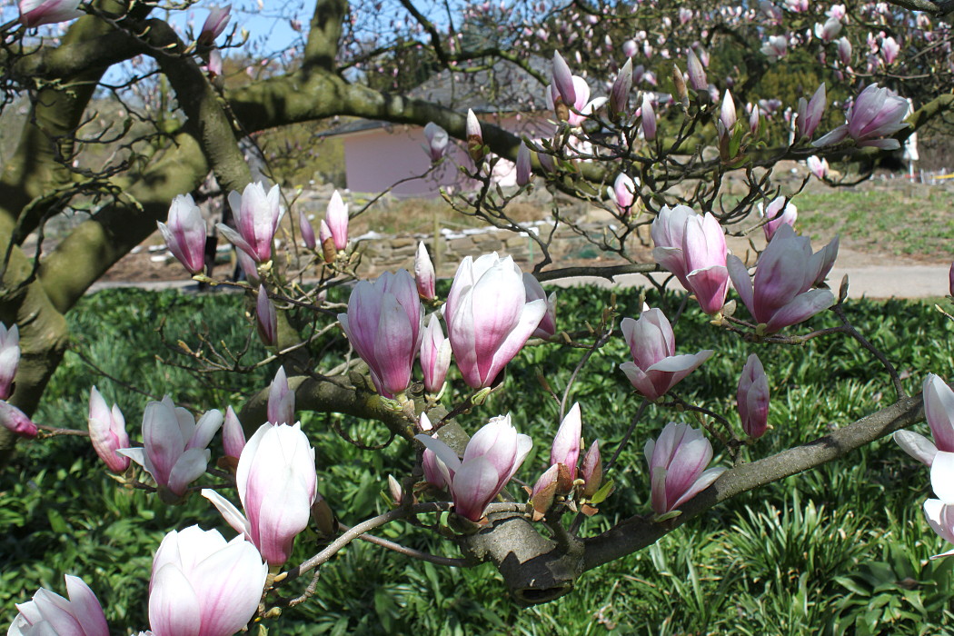 Image of Magnolia &times; soulangeana specimen.