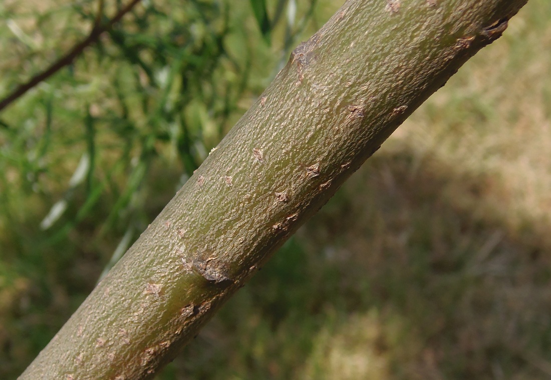 Image of Salix viminalis specimen.