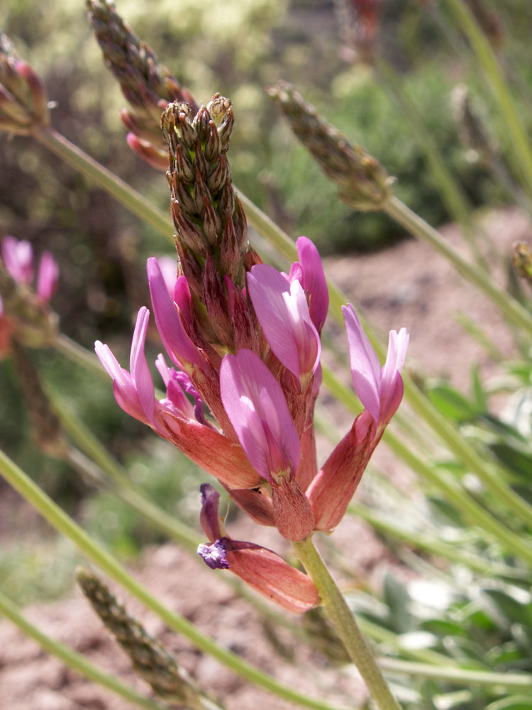 Изображение особи Astragalus schrenkianus.