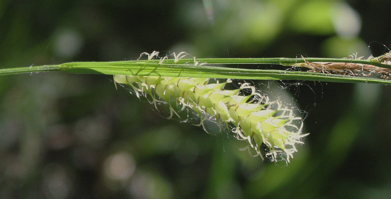 Изображение особи Carex vesicaria.