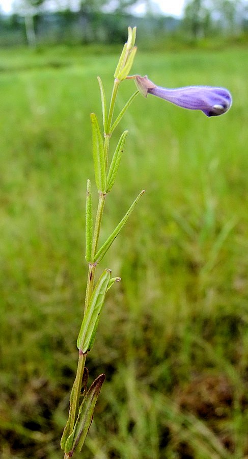 Image of Scutellaria ikonnikovii specimen.