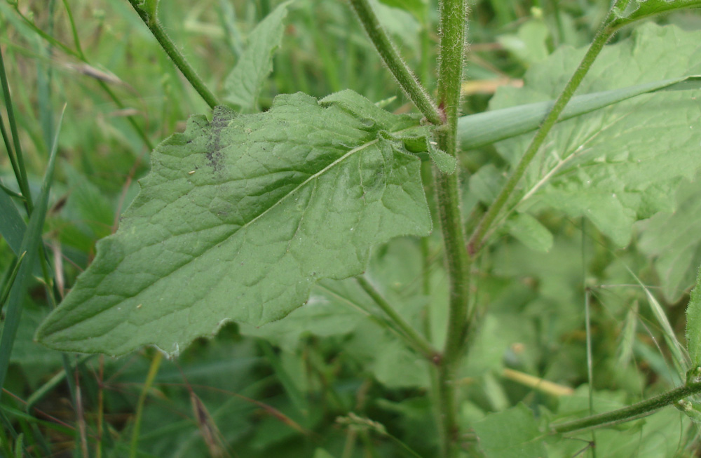 Image of Lapsana communis specimen.