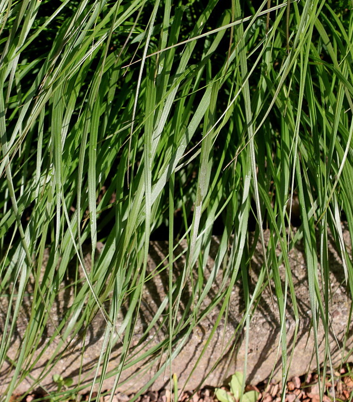 Image of Pennisetum alopecuroides specimen.