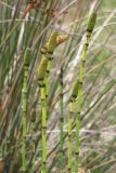 Equisetum ramosissimum. Побеги со стробилами. Крым, пересыпь оз. Донузлав. 8 июня 2013 г.