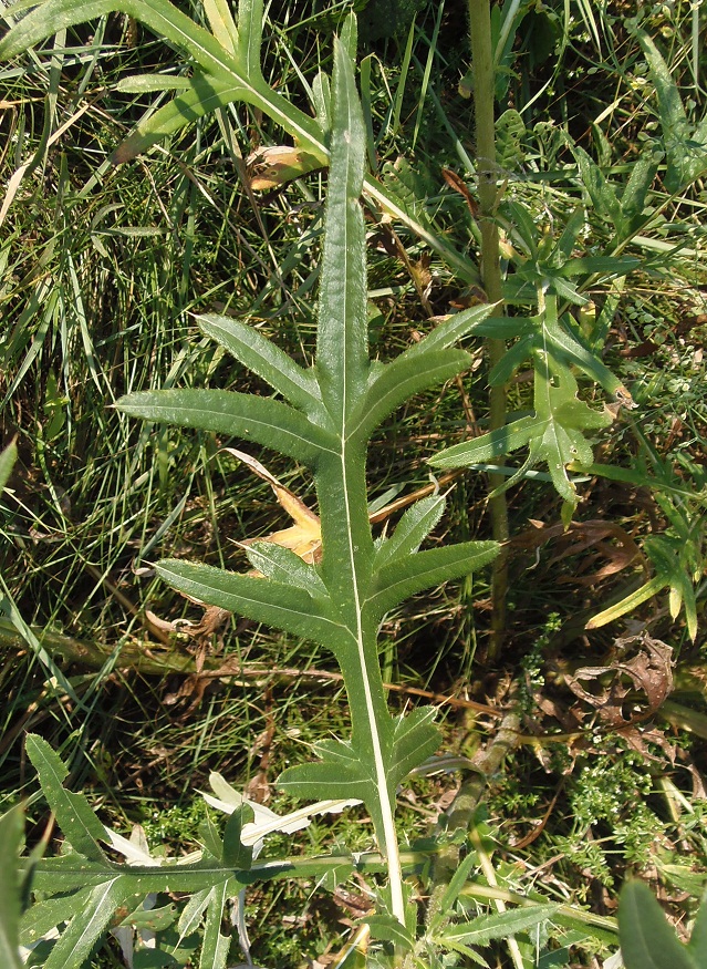 Image of Cirsium ukranicum specimen.