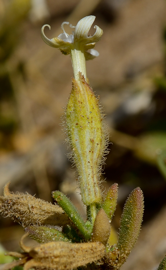 Image of Silene succulenta specimen.