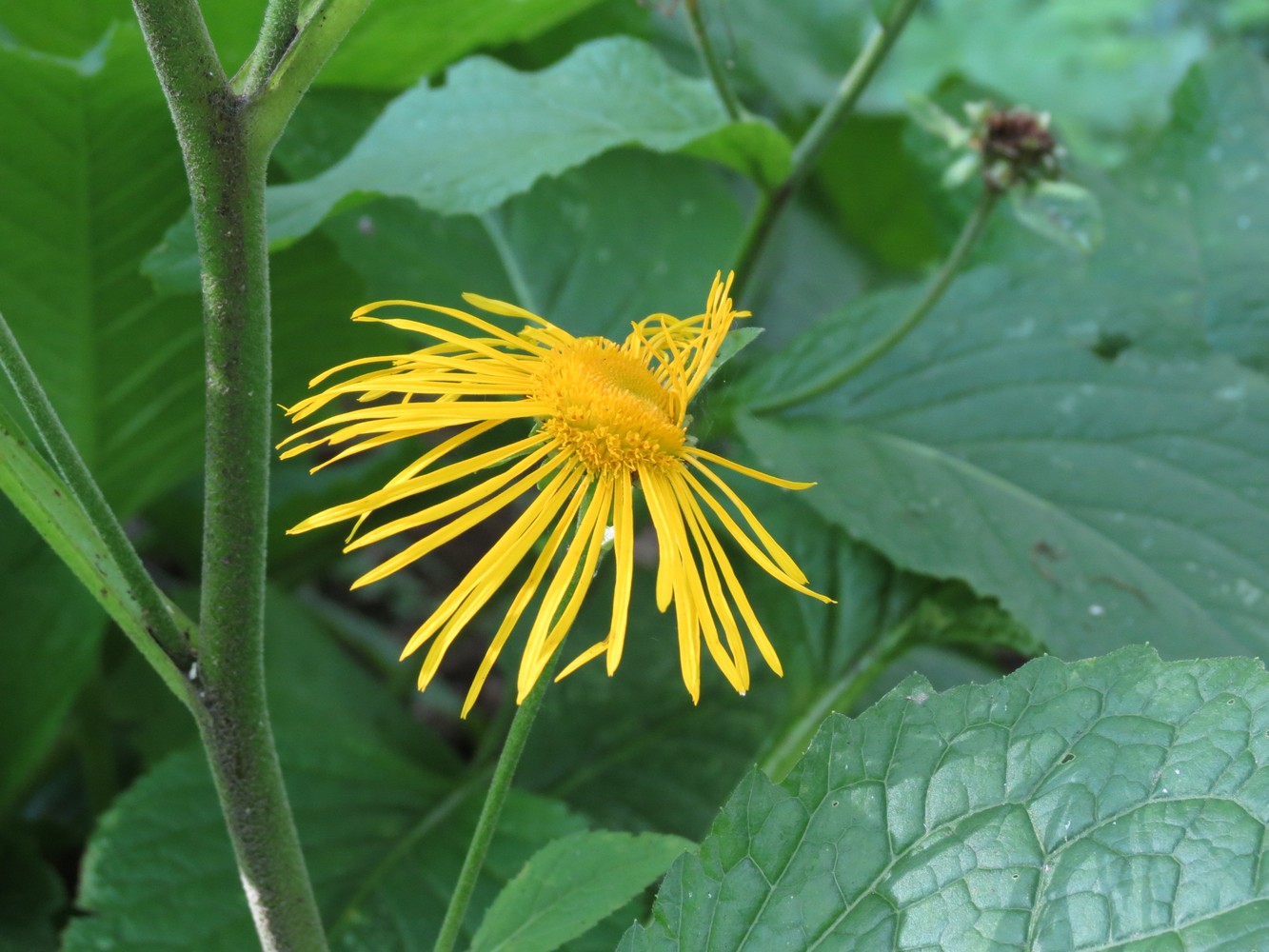 Image of Telekia speciosa specimen.