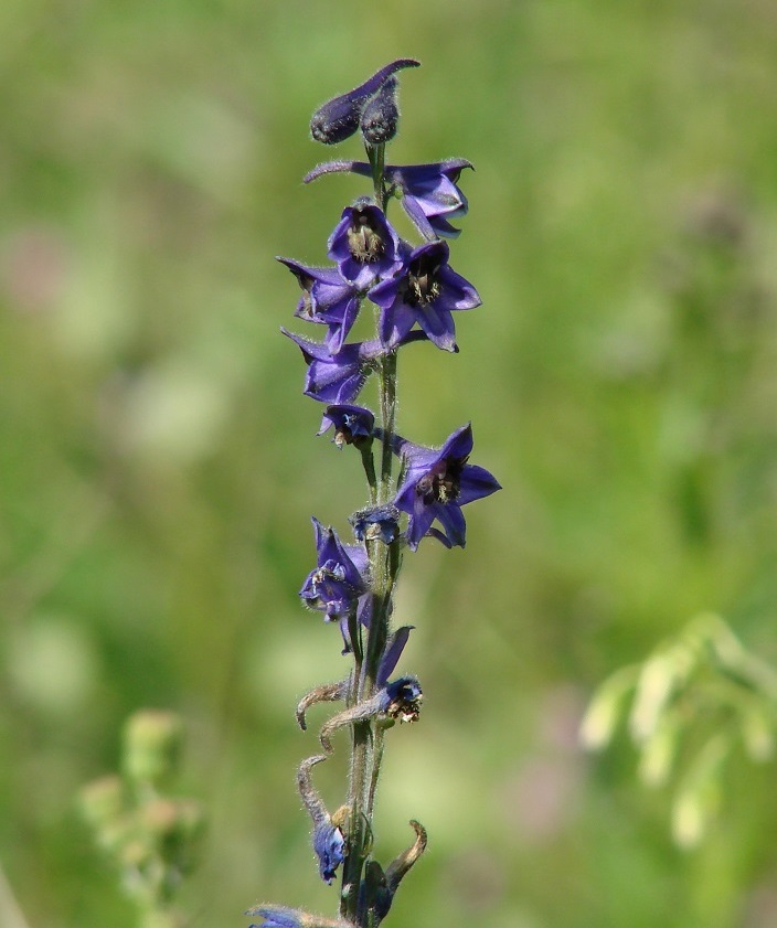 Image of Delphinium crassifolium specimen.