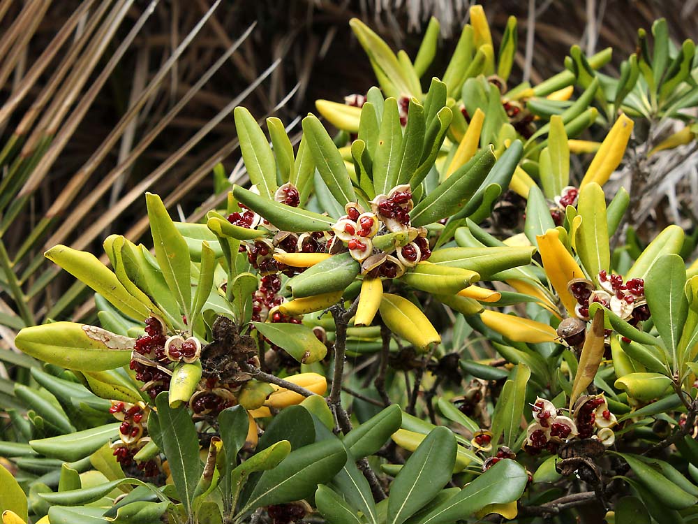 Image of Pittosporum tobira specimen.