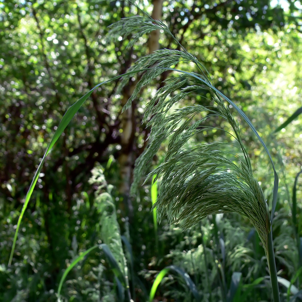 Image of genus Calamagrostis specimen.