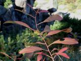 Amygdalus nana. Побег с листьями в осенней окраске. Германия, г. Essen, Grugapark. 29.09.2013.